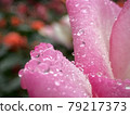 雨滴玫瑰 79217373