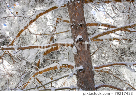 Scot Pine Forest, Sierra de Guadarrama National Park, Spain 79217458