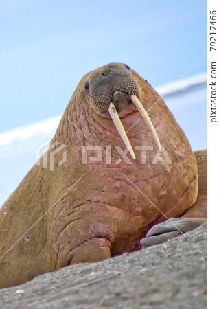 Resting Walrus, Arctic, Svalbard, Norway Resting Walrus, Arctic, Svalbard, Norway 79217466