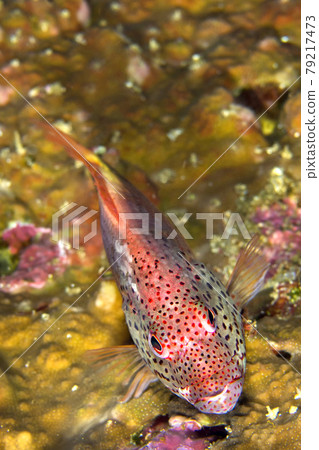 Freckled Hawkfish, Bunaken National Marine Park, Indonesia Freckled Hawkfish, Bunaken National Marine Park, Indonesia 79217473