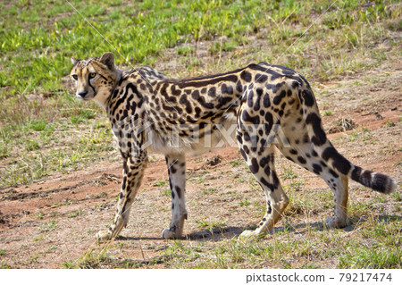 Cheetah, Wildlife Reserve, South Africa Cheetah, Wildlife Reserve, South Africa 79217474