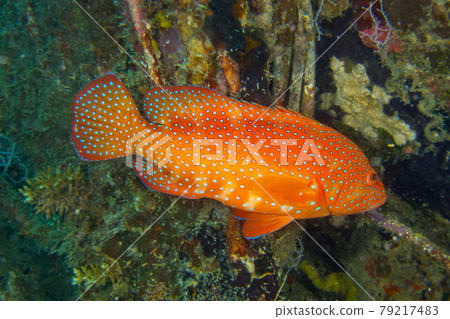 Coral Grouper, South Ari Atoll, Maldives 79217483