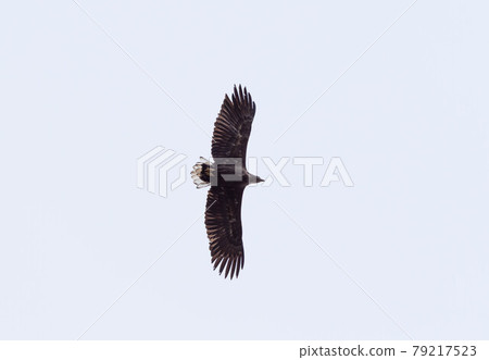 Shiretoko White-tailed Eagle Flying Shiretoko White-tailed Eagle Flying 79217523