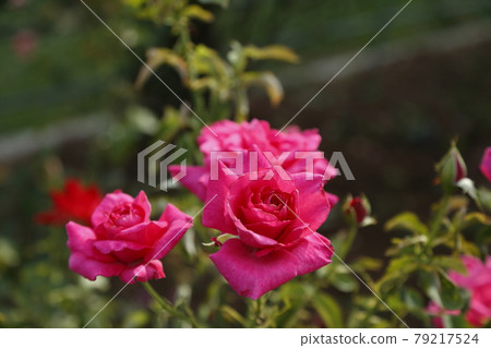 Arao City Ominous Citizen Flower Bed Rose Flower, 79217524