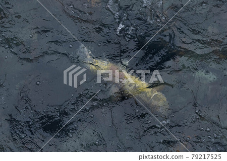 Shiretoko salmon that spawn Shiretoko salmon that spawn 79217525