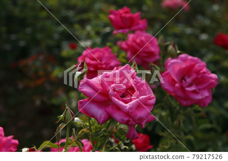 Arao City Ominous Citizen Flower Bed Rose Flower, Arao City Ominous Citizen Flower Bed Rose Flower, 79217526