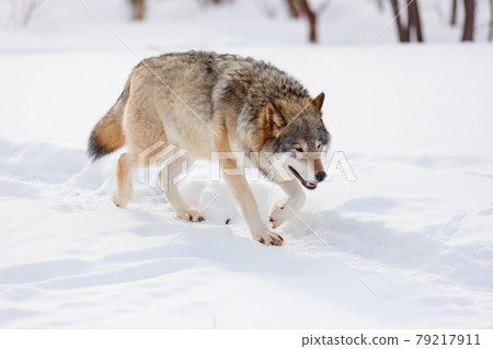 Full length of wolf walking on snow Full length of wolf walking on snow 79217911