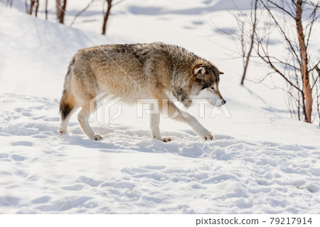 Side view of wolf walking on snow Side view of wolf walking on snow 79217914