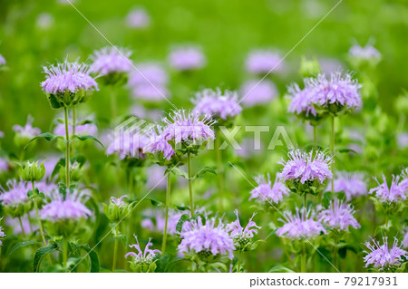 Monarda(佛手柑) Monarda(佛手柑) 79217931