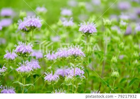 Monarda(佛手柑) Monarda(佛手柑) 79217932
