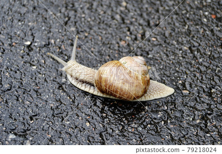 Big garden snail in shell crawling on wet road hurry home 79218024