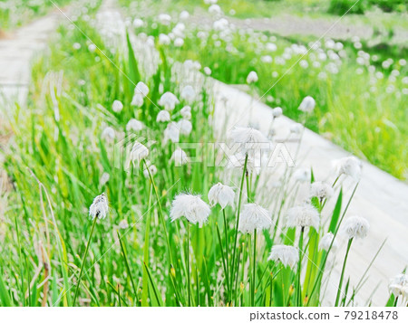 Watasuge swaying beside a wooden path (Yogadaira Marsh) Watasuge swaying beside a wooden path (Yogadaira Marsh) 79218478
