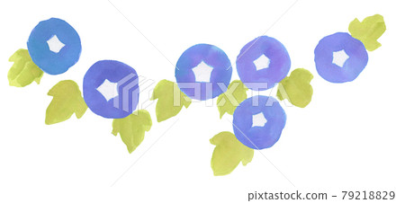 牽牛花手繪水彩插畫 手繪水彩牽牛花牽牛花植物插畫 79218829