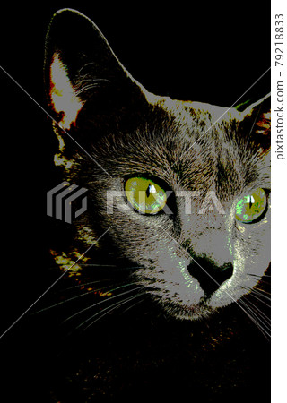 貓俄羅斯藍色 79218833