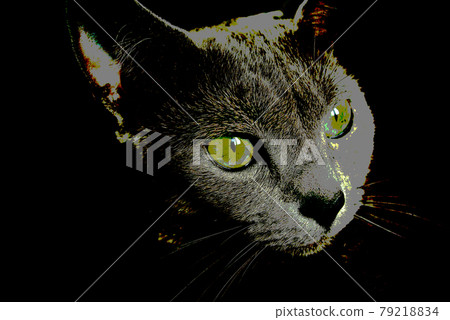 貓俄羅斯藍色 79218834