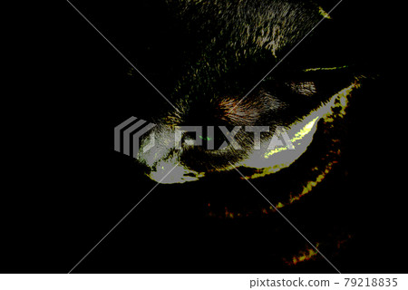 貓俄羅斯藍色 79218835