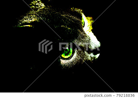 貓俄羅斯藍色 79218836