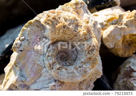 The shell of the fossil nautiloidea is the lower section of the Carboniferous period. Search for fossils in a limestone quarry. Kaluzhskiy region, Russia The shell of the fossil nautiloidea is the lower section of the Carboniferous period. Search for fossils in a limestone quarry. Kaluzhskiy region, Russia 79218855