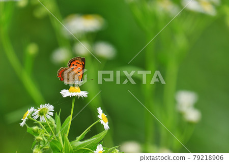Lycaena phlaeas 79218906