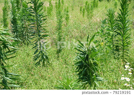 荒原草原野原雜草 79219191