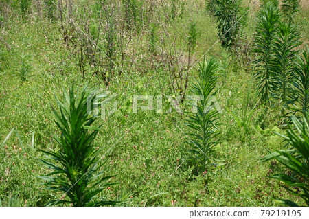Wasteland Grassland Nohara Weed Land Wasteland Grassland Nohara Weed Land 79219195