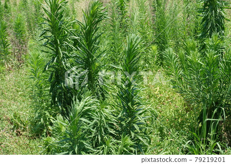 Wasteland Grassland Nohara Weed Land Wasteland Grassland Nohara Weed Land 79219201