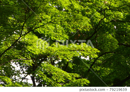 Fresh green leaves (Takeda Shrine / 2611 Kofuchumachi, Kofu City, Yamanashi Prefecture) Fresh green leaves (Takeda Shrine / 2611 Kofuchumachi, Kofu City, Yamanashi Prefecture) 79219639