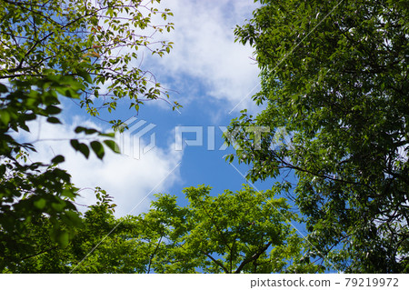 A refreshing summer blue sky that can be glimpsed through the gaps between the trees A refreshing summer blue sky that can be glimpsed through the gaps between the trees 79219972