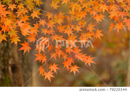 Autumn leaves Autumn leaves 79220144