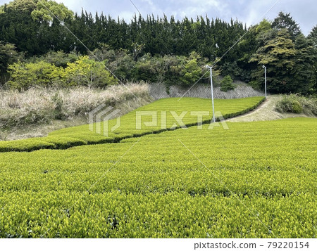 A landscape with a tea plantation A landscape with a tea plantation 79220154