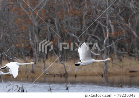 Notsuke Peninsula Narawara Swan Notsuke Peninsula Narawara Swan 79220342