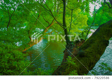 Fresh green of Inokashira Park Fresh green of Inokashira Park 79220586