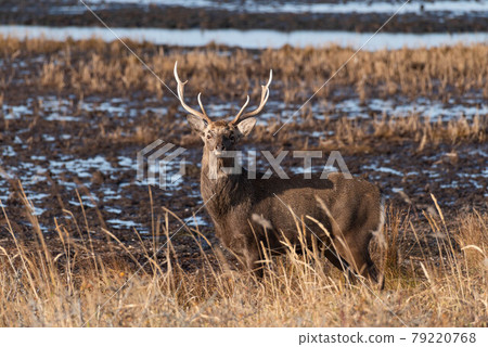 野付半島沼澤鹿 79220768