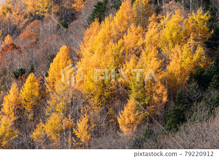 Tokachi larch yellow leaves Tokachi larch yellow leaves 79220912