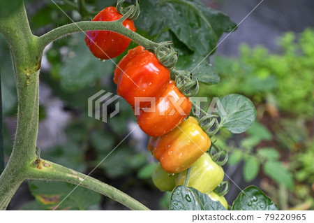 菜園裡的迷你西紅柿（紙屑） 79220965