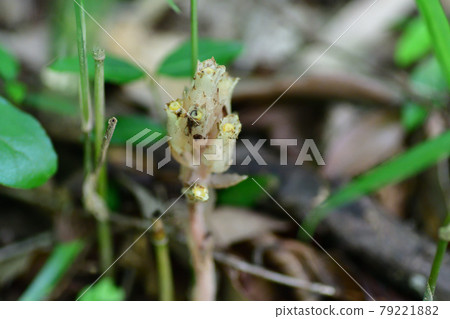 Pinesap (Khakkhara grass) 79221882