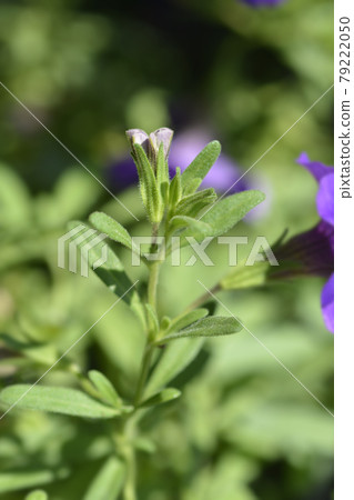 Million bells double 79222050