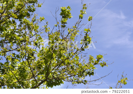 London plane 79222051