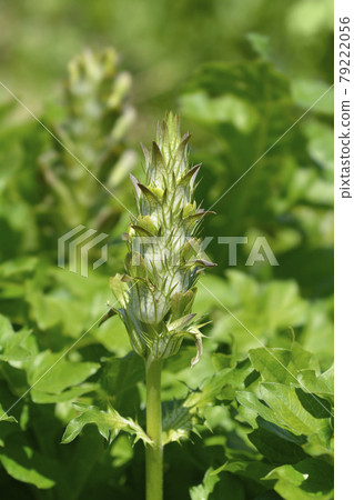 Balkan bears breeches 79222056