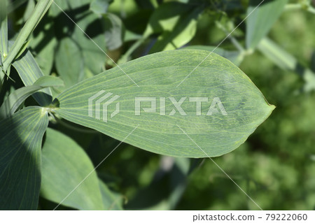 Broad leaved everlasting pea 79222060