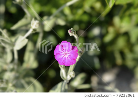 Rose campion 79222061