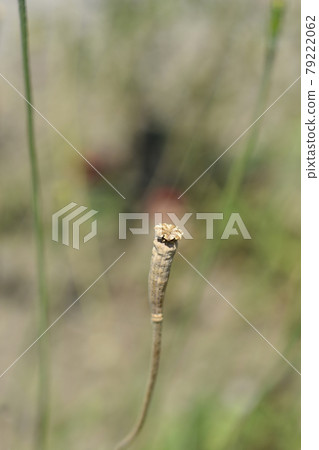 Moroccan poppy 79222062