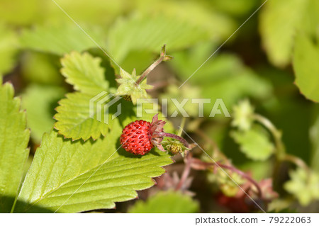 Wild strawberry 79222063