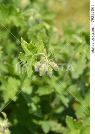 Purple cranesbill Rosemoor Purple cranesbill Rosemoor 79222065