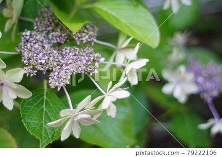 Hydrangea petal Komachi 79222106