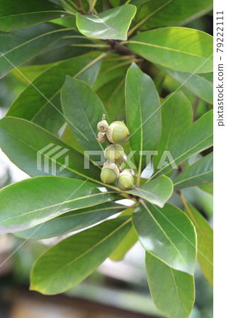 Lithocarpus edulis fruit 79222111