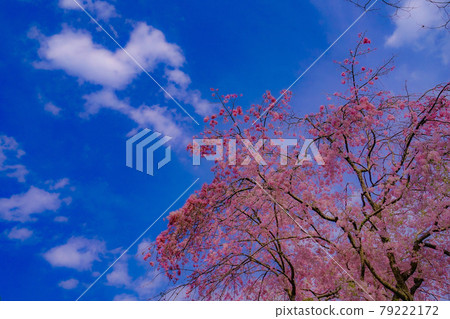 Blue sky and cherry blossoms in full bloom 79222172