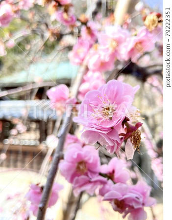 Pink plum blossoms in full bloom 79222351