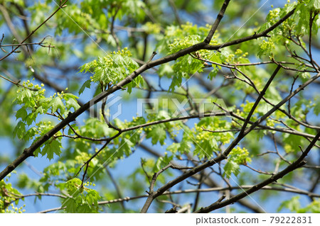 Leaves Leaves 79222831