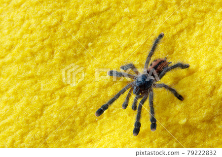 Spider Spider 79222832